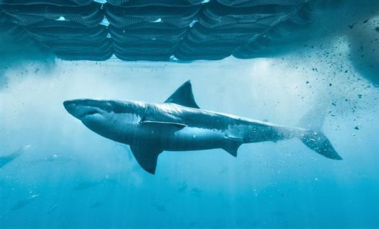 Blue Ant Media Unveils Two Returning Productions at World Congress of Science & Factual Producers